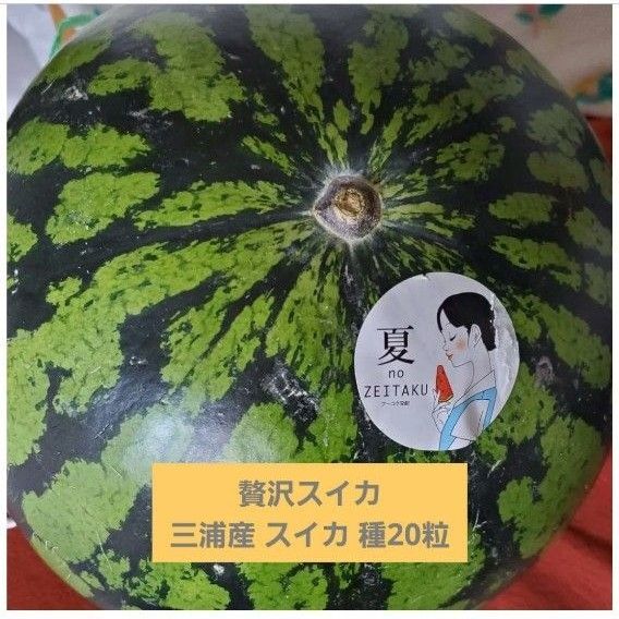 贅沢スイカ 三浦産 スイカ 種20粒