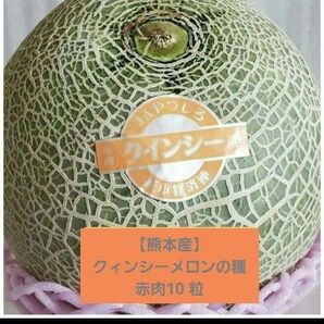 【熊本産】クィンシーメロンの種 赤肉10 粒