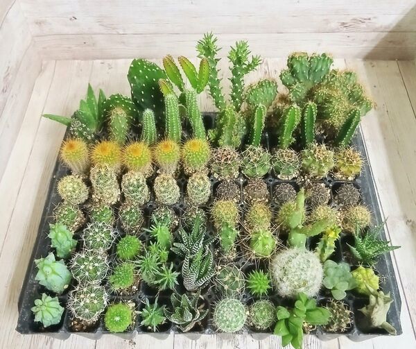 多肉植物 サボテン(ミニ)抜き苗 80個