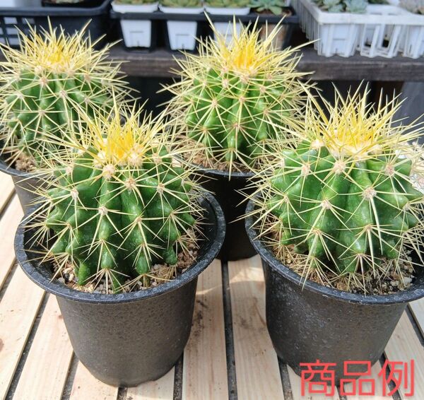 サボテン エキノカクタス 金鯱 抜き苗 4号サイズ 4個