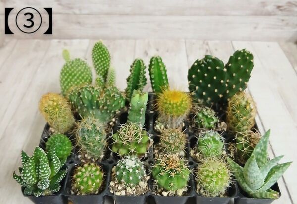 【③】多肉植物 ミニサボテン 抜き苗 24個