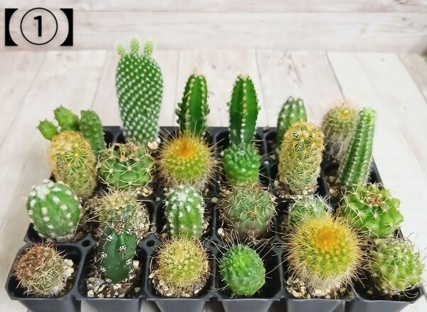 【①】多肉植物 ミニサボテン 抜き苗 24個