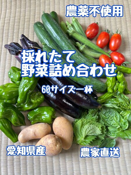 採れたて野菜セット(詰め合わせ)60サイズ一杯
