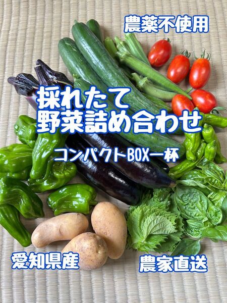 採れたて野菜セット(詰め合わせ)コンパクトBOX一杯