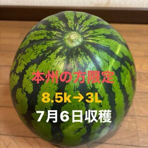 長野県産 スイカ 8.5k 1玉 訳あり ②