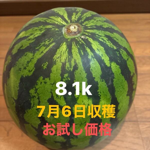 長野県産 スイカ 8.1k 1玉 訳あり ⑦