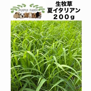 生牧草 夏イタリアン 200g プイプイファーム
