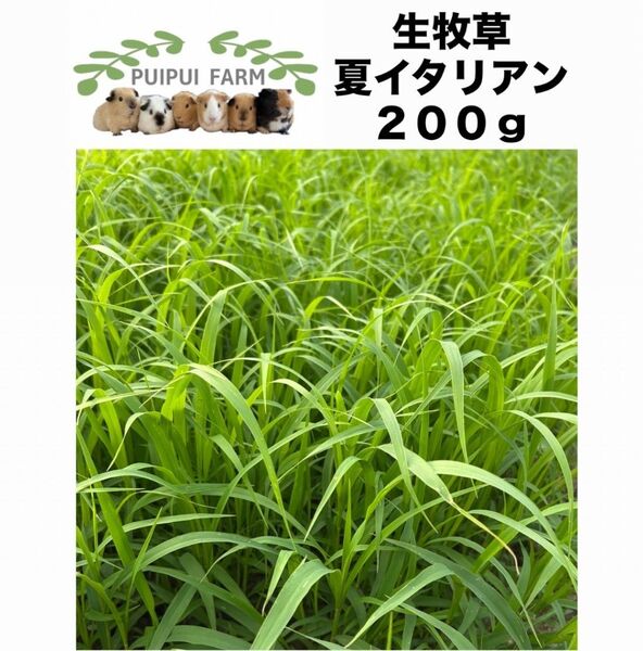 生牧草 夏イタリアン 200g プイプイファーム