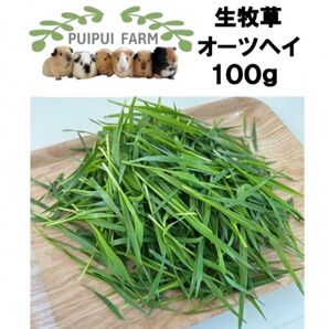 生牧草 オーツヘイ 100g プイプイファーム