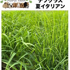 生牧草セット200 夏イタリアン テフグラス プイプイファーム