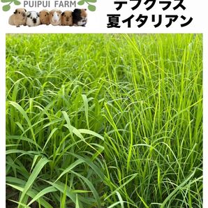 生牧草セット100 テフグラス 夏イタリアン プイプイファーム