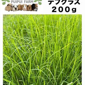 生牧草 テフグラス 200g プイプイファーム