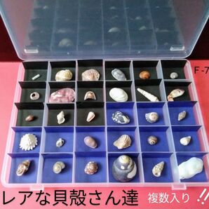 貝殻・珊瑚・シーグラス・ハンドメイド・自由研究・工作・貝殻BOX(貝殻類等) 簡単移動・取り出し 夏休み コレクション 趣味