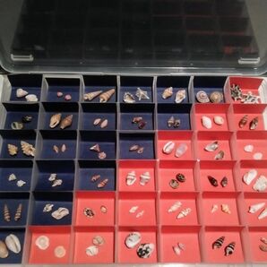 貝殻・珊瑚・シーグラス・ハンドメイド・自由研究・工作・貝殻BOX(貝殻類等) 簡単移動・取り出し 夏休み コレクション 趣味