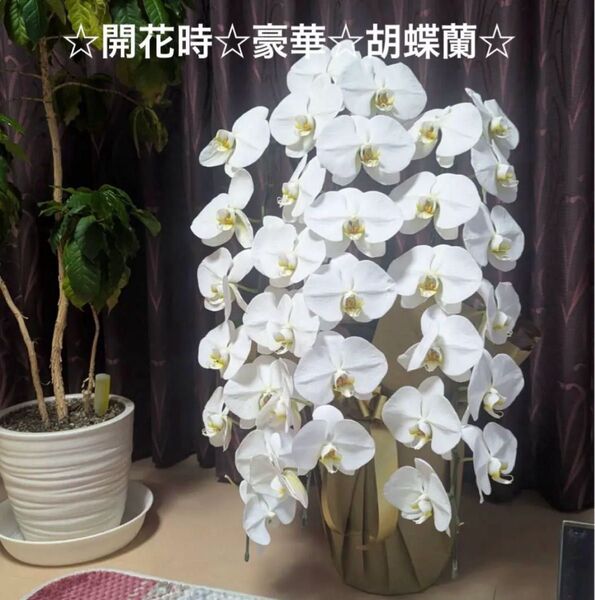 ☆豪華☆胡蝶蘭☆花後の3株☆洋ラン苗☆専用鉢付き☆