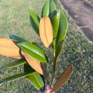 泰山木 タイサンボク マグノリア 無農薬 葉っぱ
