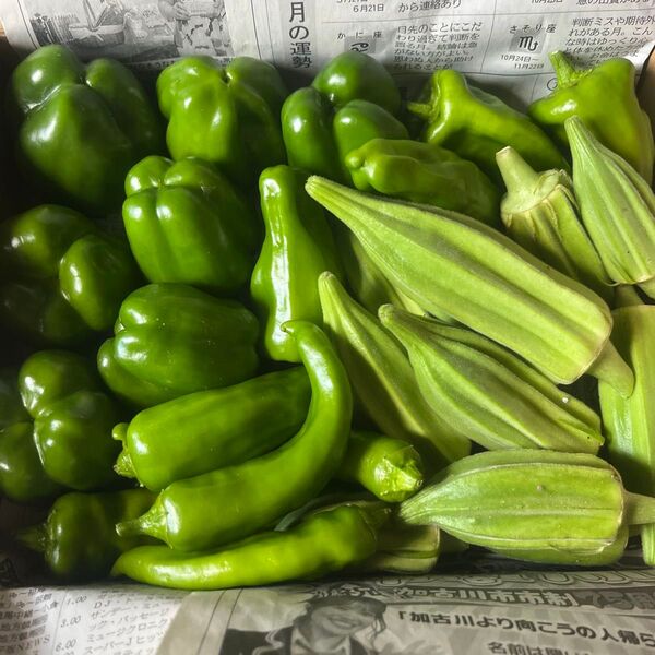 兵庫県産お野菜詰め合わせ