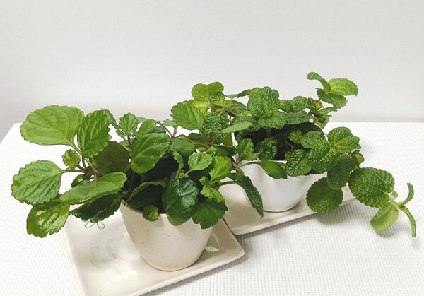 【観葉植物2種】抜き苗