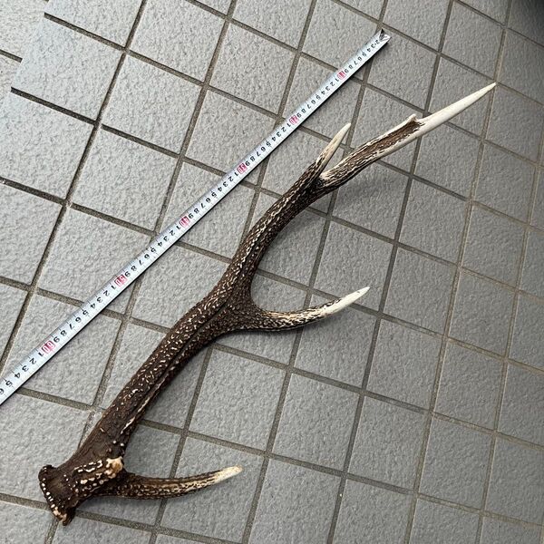 鹿の角 約64cm インテリア オブジェ シカ ツノ