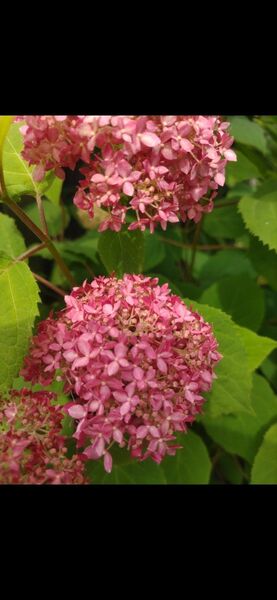 紫陽花 アジサイ アナベル ピンク 挿し穂2節 3本 挿し木用