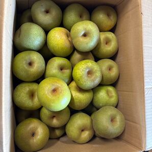 幸水梨 小玉 6kg