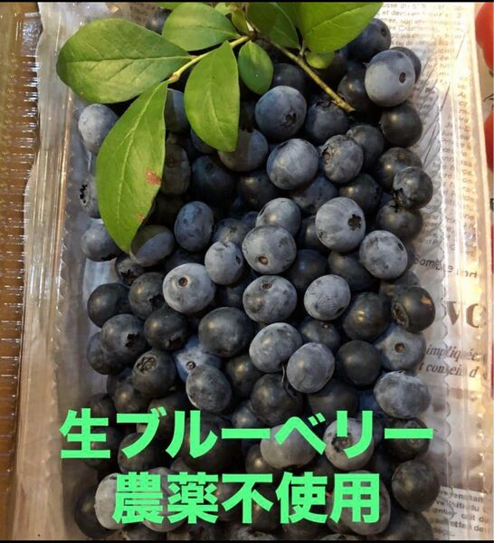 農薬不使用 採りたてブルーベリー 500g
