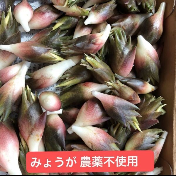 農薬不使用、ミョウガ、新鮮です