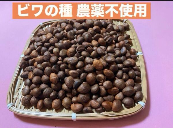 ビワの種 300g 農薬不使用