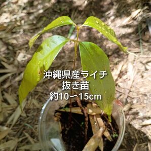 ライチ 沖縄県産 抜き苗 1本 約10〜15cm ゆうパケットポスト発送