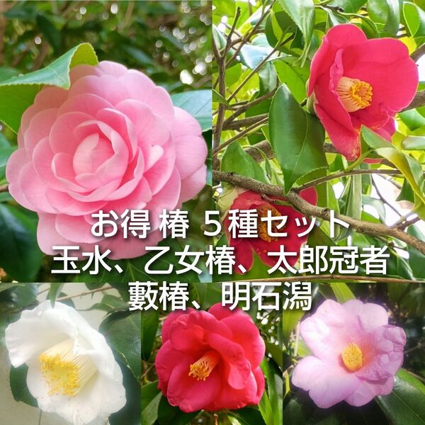 お得 椿5種セット 10本+おまけ 玉水 乙女椿 太郎冠者 明石潟 藪椿 挿し木 挿し穂 園芸