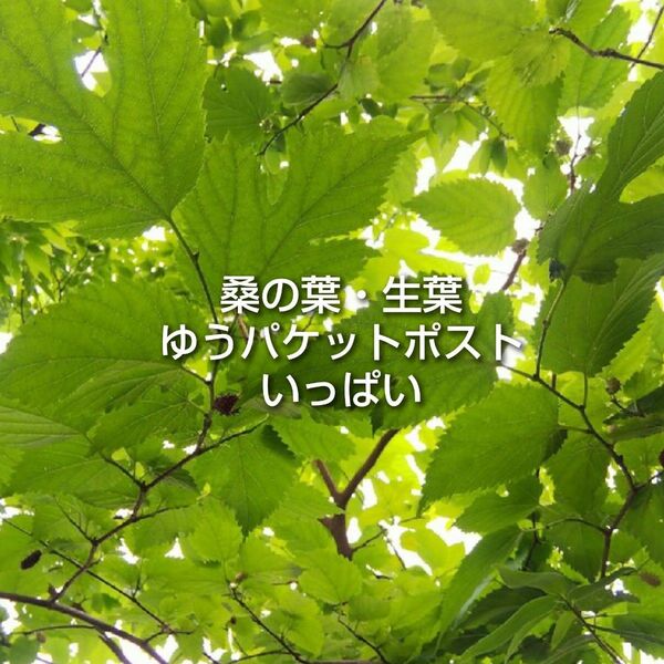 桑の葉 マルベリーの葉 生葉 ゆうパケットポストいっぱい ② 桑の葉茶 リクガメ ウサギ チンチラ 蚕 ペットの餌に