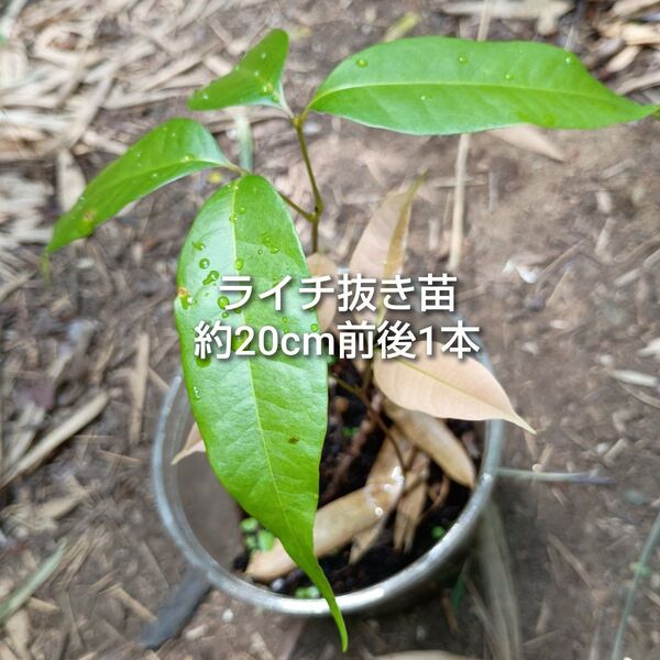 ライチ 沖縄県産 抜き苗 1本 約20cm前後 ゆうパケットポスト発送