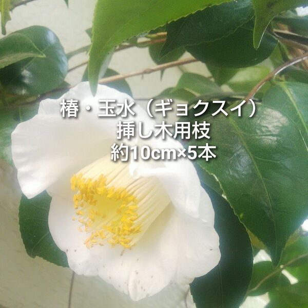 椿 ツバキ 白 玉水 ギョクスイ 一重咲き 挿し木用枝 約10cm×5本 お茶花向け 茶道