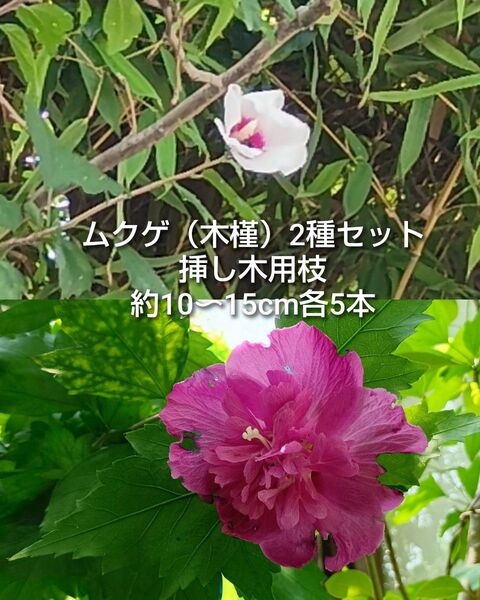ムクゲ 木槿 2種セット 挿し木用枝 約10〜15cm各5本 ゆうパケットポスト