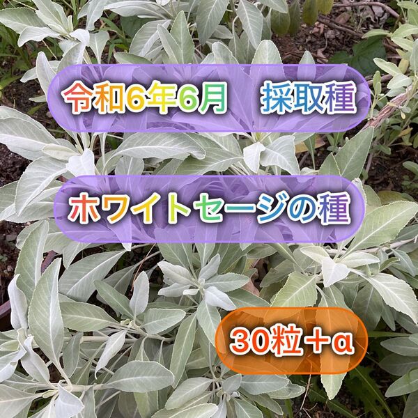 ホワイトセージの種 30粒+α 自家製 無農薬栽培 令和6年6月採取種