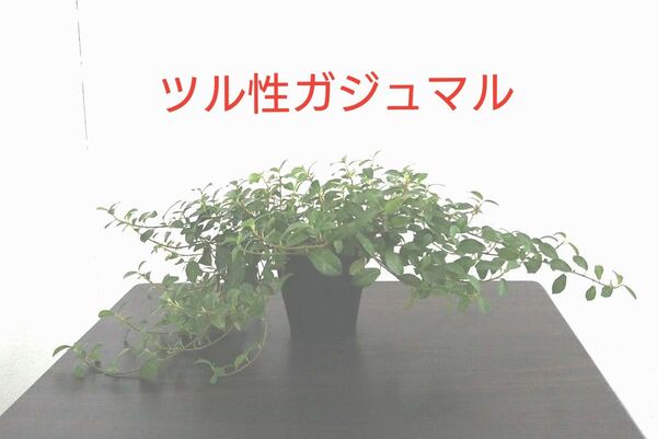 ツル性ガジュマル フィカス シャングリラ 苗