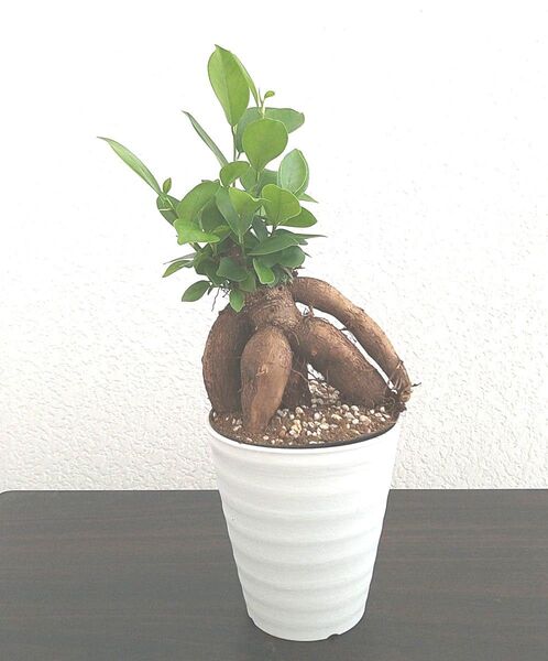 ガジュマル ガジュマルの木 観葉植物