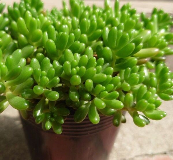 ☆虹の玉 カット苗10本 多肉植物 セダム