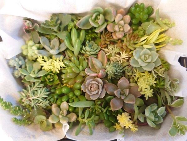 セダム 多肉植物 カット苗 寄せ植えセット36種以上詰め合わせ