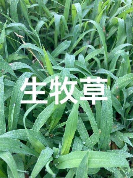 小動物おやつ イネ科生牧草