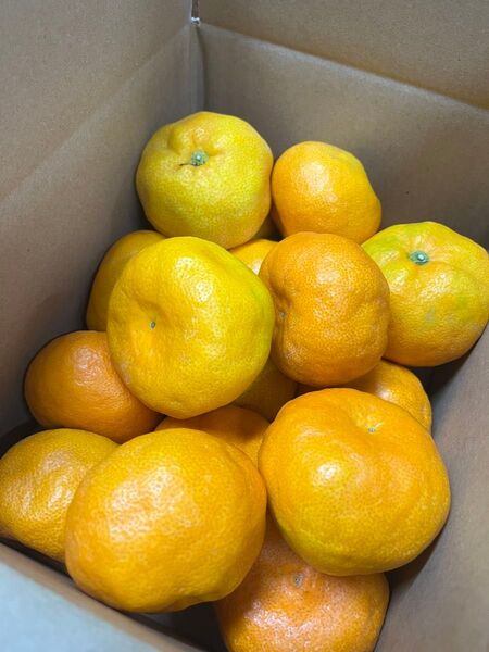 ご家庭用 愛媛県産 ハウスみかん 4kg