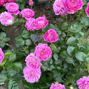 バラ苗 薔薇 挿し木苗 複色