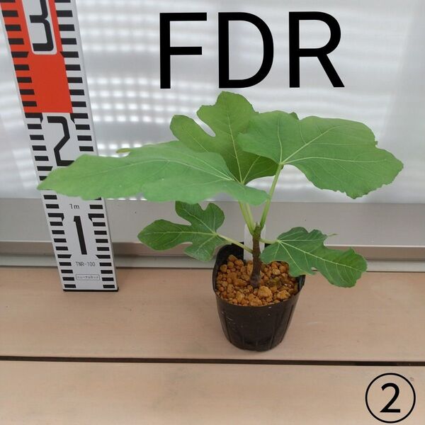 ◆高級・希少イチジク苗木◆【FDR②】《7月11日撮影》親木写真あり結実実績あり