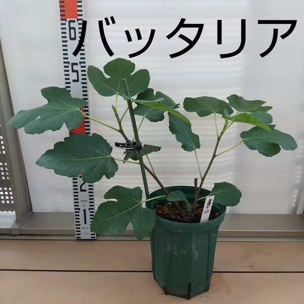 ◆希少イチジク苗木◆【バッタリア⑤】《7月11日撮影》甘い味のイチジクです。
