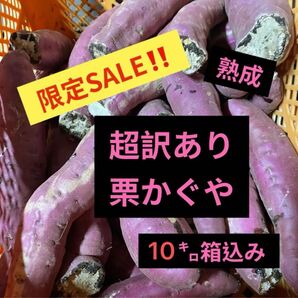 熟成栗かぐや超訳あり10㌔箱込み
