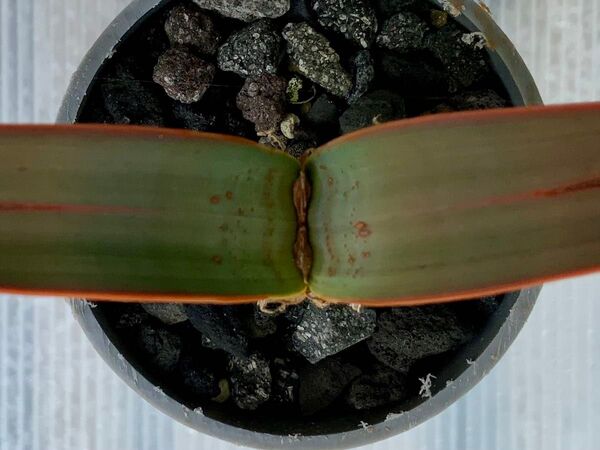 ウェルウィッチア・ミラビリス 2 (多肉植物・サボテン・塊根・奇想天外)