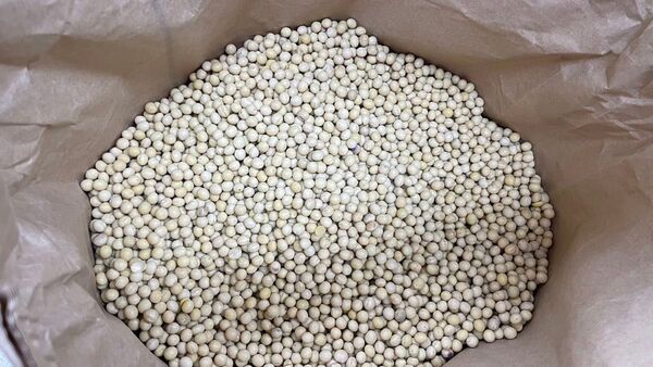 ③ 大豆 福岡県産 令和6年度産 ちくしB5号 3kg 送料込み 箱は簡易箱で発送します