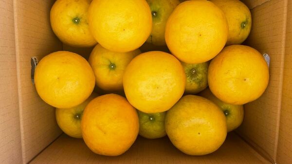 ④ 晩柑(ハーブ柑) 天草産 柑橘 味よし 少しでいい方に 9〜15玉程度 箱込みで4kg以上 箱は簡易箱で発送