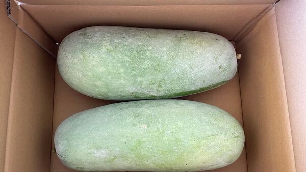 ⑤ 冬瓜 天草産 2本 生の冬瓜 野菜 箱込みで約5kg 箱は簡易箱で発送