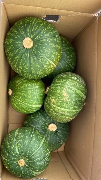 ⑩ えびすカボチャ 熊本県産 まとめて キズあり 箱込みで10kg以上 箱は南瓜箱で発送